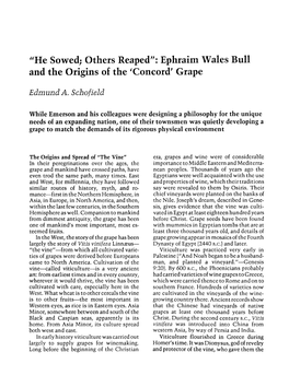 'He Sowed; Others Reaped': Ephraim Wales Bull and The