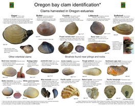 Oregon Bay Clam Identification* Fish &Wiidiite Clams Harvested in Oregon Estuaries