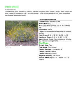 Encelia Farinosa (Brittlebush) Encelia Farinosa, Known As Brittlebush Is a Shrub with Silver Folliage and Yellow Flowers