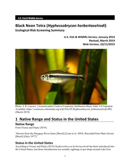 Black Neon Tetra (Hyphessobrycon Herbertaxelrodi) Ecological Risk Screening Summary