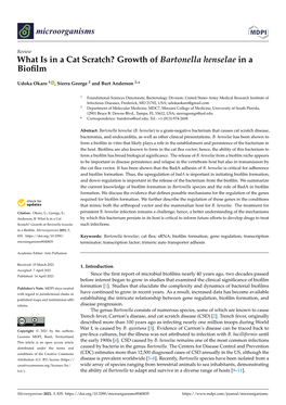 Growth of Bartonella Henselae in a Biofilm