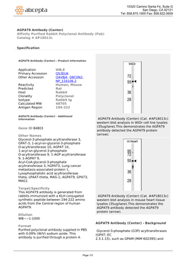 AGPAT9 Antibody (Center) Affinity Purified Rabbit Polyclonal Antibody (Pab) Catalog # Ap18013c