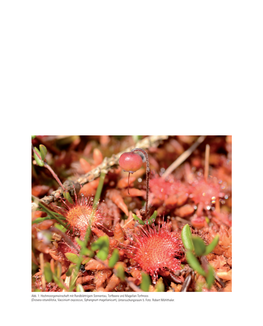 Drosera Rotundifolia, Vaccinium Oxycoccus, Sphangnum Magellanicum), Untersuchungsraum 5