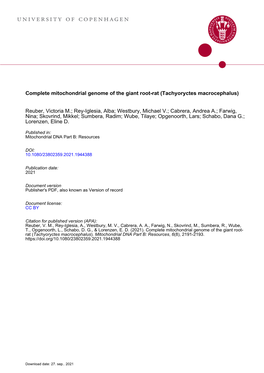 Complete Mitochondrial Genome of the Giant Root-Rat (Tachyoryctes Macrocephalus)