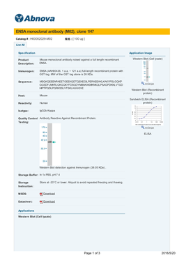 ENSA Monoclonal Antibody (M02), Clone 1H7