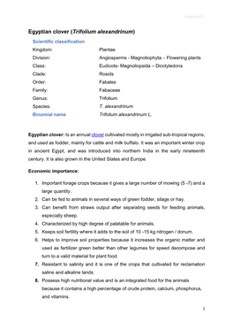Egyptian Clover (Trifolium Alexandrinum)