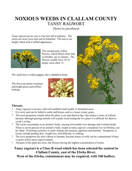 TANSY RAGWORT (Senecio Jacobaea)