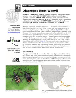 Diaprepes Root Weevil