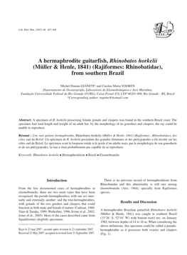 A Hermaphrodite Guitarfish, Rhinobatos Horkelii (Müller & Henle, 1841) (Rajiformes: Rhinobatidae), from Southern Brazil