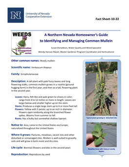 Common Mullein Fact Sheet