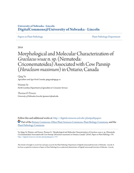 Morphological and Molecular Characterization of &lt;I&gt;Gracilacus