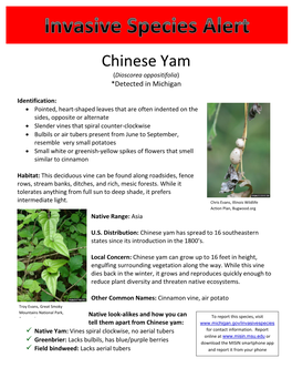 Chinese Yam Invasive Species Alert