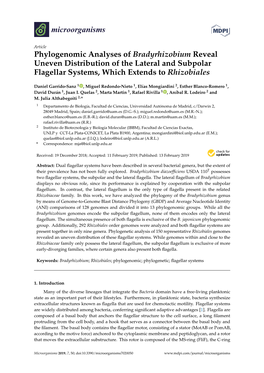 Phylogenomic Analyses of Bradyrhizobium Reveal Uneven Distribution of the Lateral and Subpolar Flagellar Systems, Which Extends to Rhizobiales