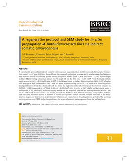 A Regenerative Protocol and SEM Study for in Vitro Propagation of Anthurium Crossed Lines Via Indirect Somatic Embryogenesis