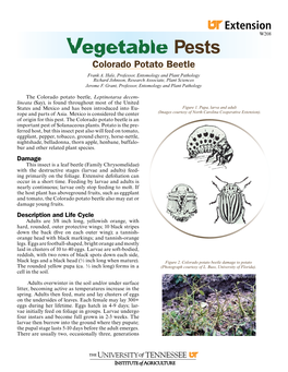 Colorado Potato Beetle Frank A