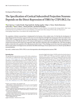 The Specification of Cortical Subcerebral Projection Neurons Depends on the Direct Repression of TBR1 by CTIP1/Bcl11a