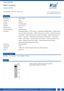 UBE1C Antibody