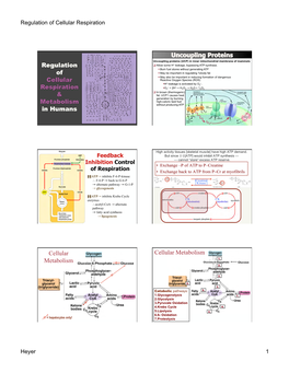 Regulation of Cellular Respiration Heyer 1