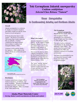 Tok Germplasm Jakutsk Snowparsley Cnidium Cnidiifolium Selected Class Release “Natural”