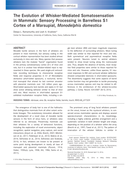 The Evolution of Whisker-Mediated Somatosensation in Mammals: Sensory Processing in Barrelless S1 Cortex of a Marsupial, Monodelphis Domestica