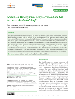 Anatomical Description of Scapulocoracoid and Gill Arches of Benthobatis Kreffti