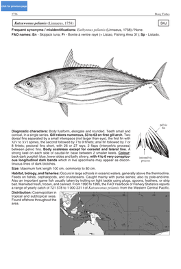 Katsuwonus Pelamis (Linnaeus, 1758) SKJ Frequent Synonyms / Misidentifications: Euthynnus Pelamis (Linnaeus, 1758) / None