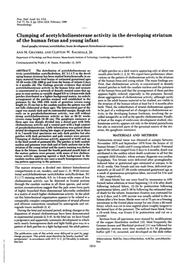 Clumping of Acetylcholinesterase Activity in the Developing Striatum Of