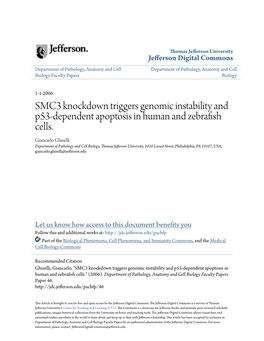 SMC3 Knockdown Triggers Genomic Instability and P53-Dependent Apoptosis in Human and Zebrafish Cells