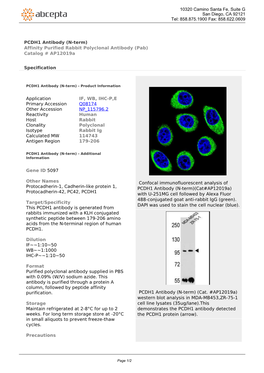 PCDH1 Antibody (N-Term) Affinity Purified Rabbit Polyclonal Antibody (Pab) Catalog # Ap12019a