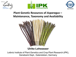Plant Genetic Resources of Asparagus – Maintenance, Taxonomy and Availability