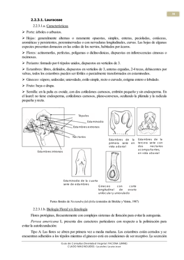 2.2.3.1. Lauraceae 2.2.3.1.A