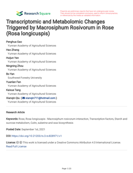 Transcriptomic and Metabolomic Changes Triggered by Macrosiphum Rosivorum in Rose (Rosa Longicuspis)