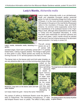 Lady's Mantle, Alchemilla Mollis