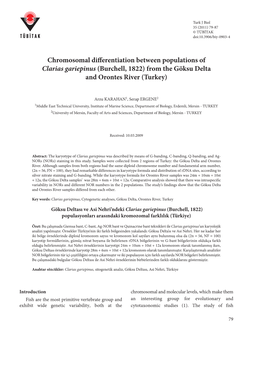 Chromosomal Differentiation Between Populations of Clarias Gariepinus (Burchell, 1822) from the Göksu Delta and Orontes River (Turkey)