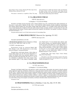 5. Tribe BRACHYELYTREAE 42. BRACHYELYTRUM P. Beauvois