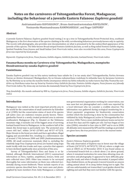 Notes on the Carnivores of Tsitongambarika Forest, Madagascar, Including the Behaviour of a Juvenile Eastern Falanouc Eupleres Goudotii