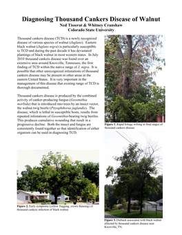 Diagnosing Thousand Cankers Disease of Walnut Ned Tisserat & Whitney Cranshaw Colorado State University