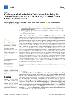 (NF-Κb) in the Central Nervous System