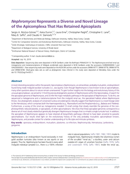 Nephromyces Represents a Diverse and Novel Lineage of the Apicomplexa That Has Retained Apicoplasts