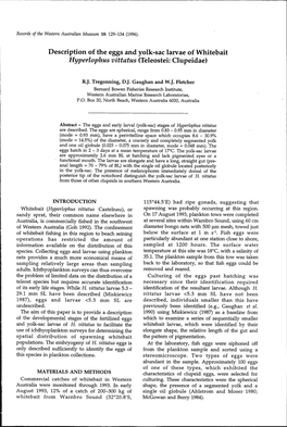 Description of the Eggs and Yolk-Sac Larvae of Whitebait Hyperlophus Vittatus (Teleostei: Clupeidae)