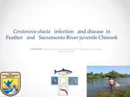 Ceratonova Shasta Infection and Disease in Feather and Sacramento River Juvenile Chinook
