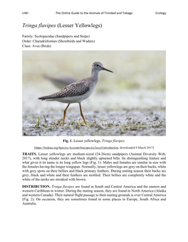 Tringa Flavipes (Lesser Yellowlegs)