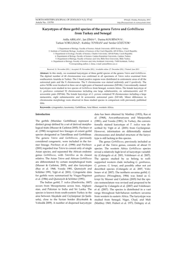 Karyotypes of Three Gerbil Species of the Genera Tatera and Gerbilliscus from Turkey and Senegal