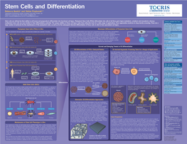 Stem Cells and Differentiation Rebecca Quelch1 and Stefan Przyborski1,2 1Department of Biosciences, Durham University, South Road, Durham, UK