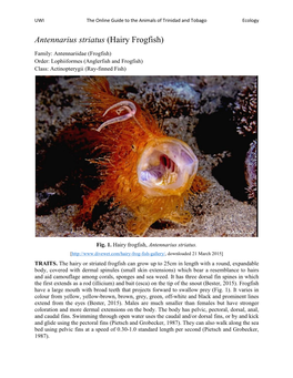 Antennarius Striatus (Hairy Frogfish)