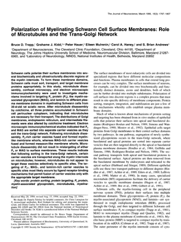 Polarization of Myelinating Schwann Cell Surface Membranes: Role of Microtubules and the Trans-Golgi Network