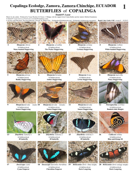 BUTTERFLIES of COPALINGA