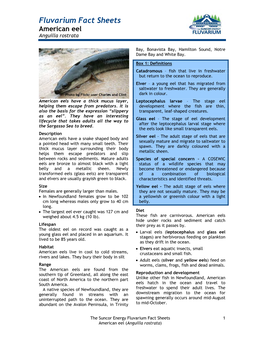 Fluvarium Fact Sheets American Eel Anguilla Rostrata