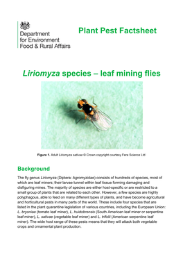 Liriomyza Species – Leaf Mining Flies Plant Pest Factsheet