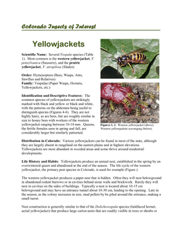 Yellowjackets